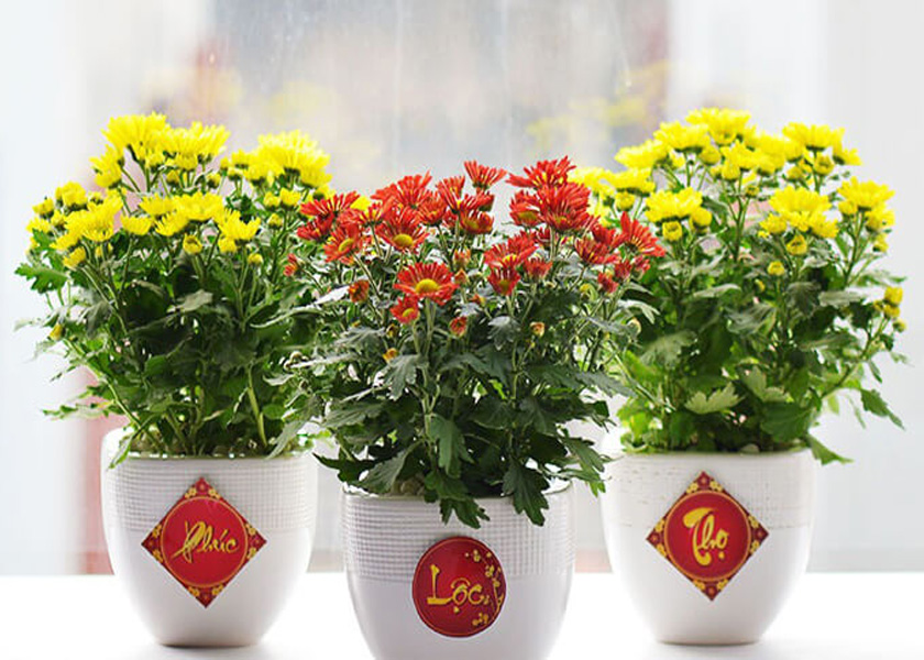 CÂY TRANG TRÍ TẾT